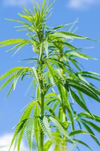 קנאביס ופיברומילאגיה