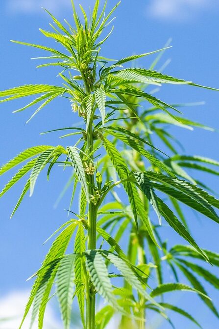 קנאביס ופיברומילאגיה